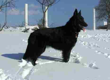 Vanessa G Torre de Arese